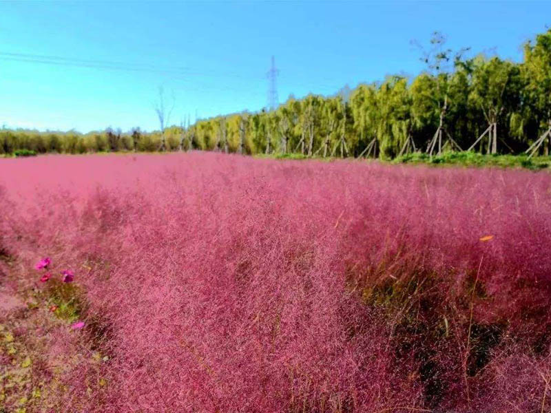 粉黛亂子草 粉黛亂子草