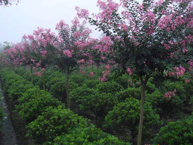 綠化苗木 綠化苗木