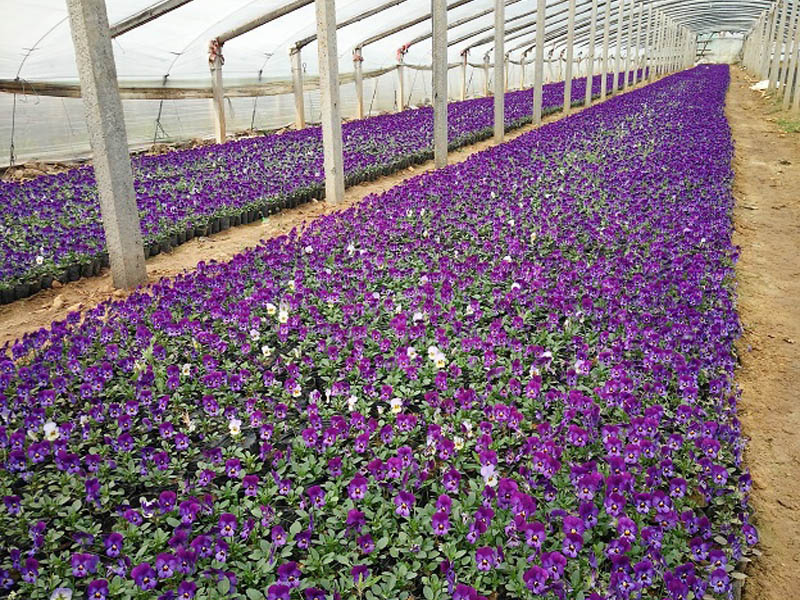 時令草花 時令草花