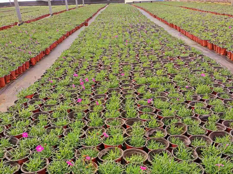 青州草花種植基地 青州草花種植基地