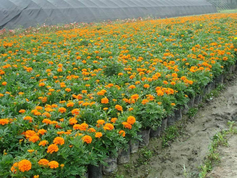 青州草花苗木 青州草花苗木