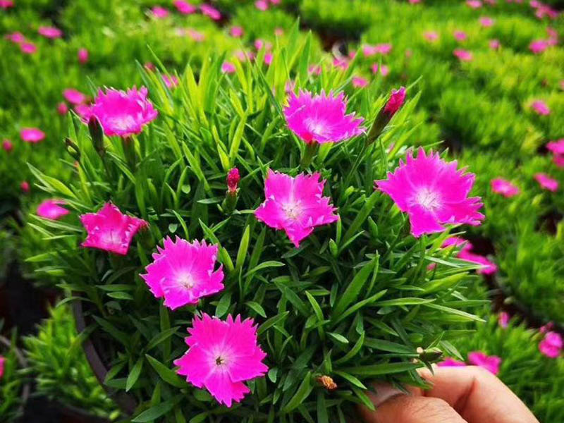 青州草花種植基地 青州草花種植基地