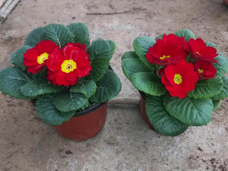 山東青州草花批發(fā)價(jià)格 山東青州草花批發(fā)價(jià)格